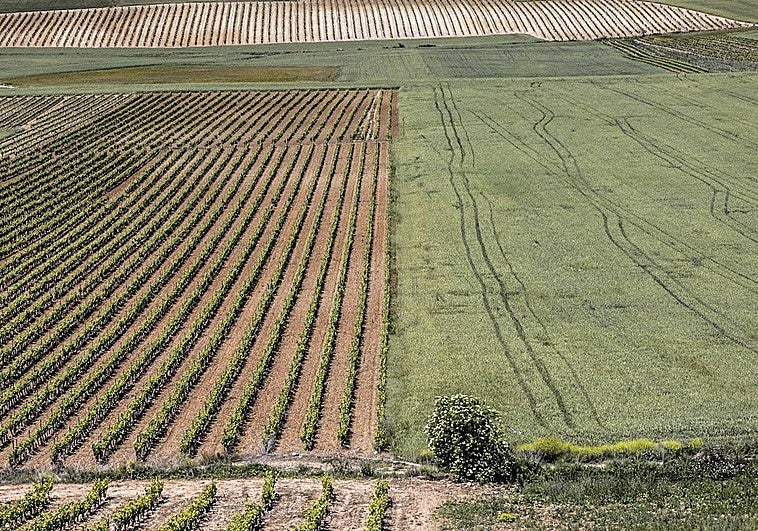 El campo riojano prepara movilizaciones para denunciar «la profunda crisis» del sector