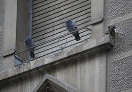 Dos palomas posadas en la ventana de una fachada de avenida de Colón, en una imagen de archivo.