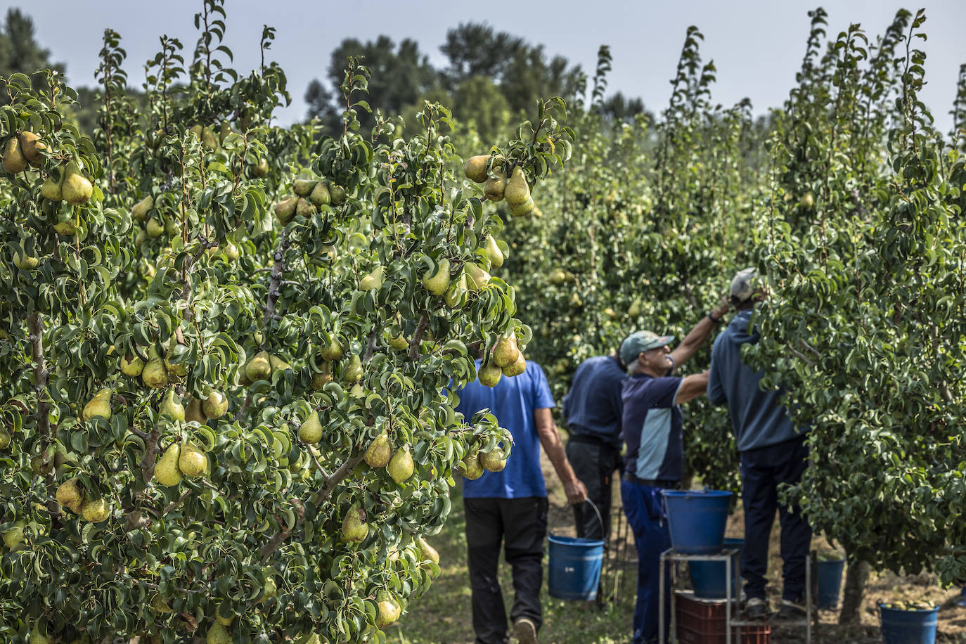 La cosecha de peras de Rincón, en marcha