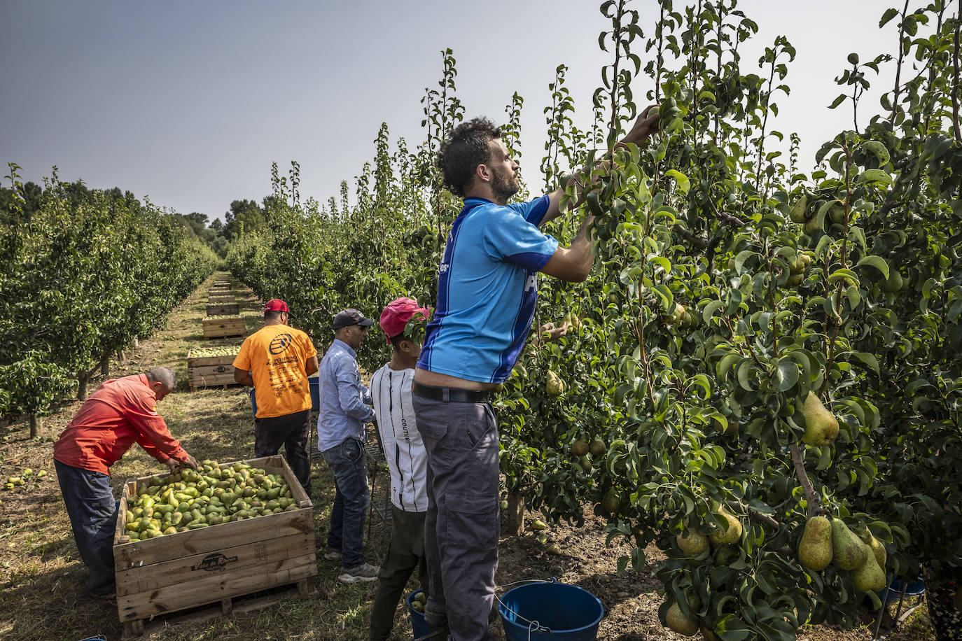 La cosecha de peras de Rincón, en marcha