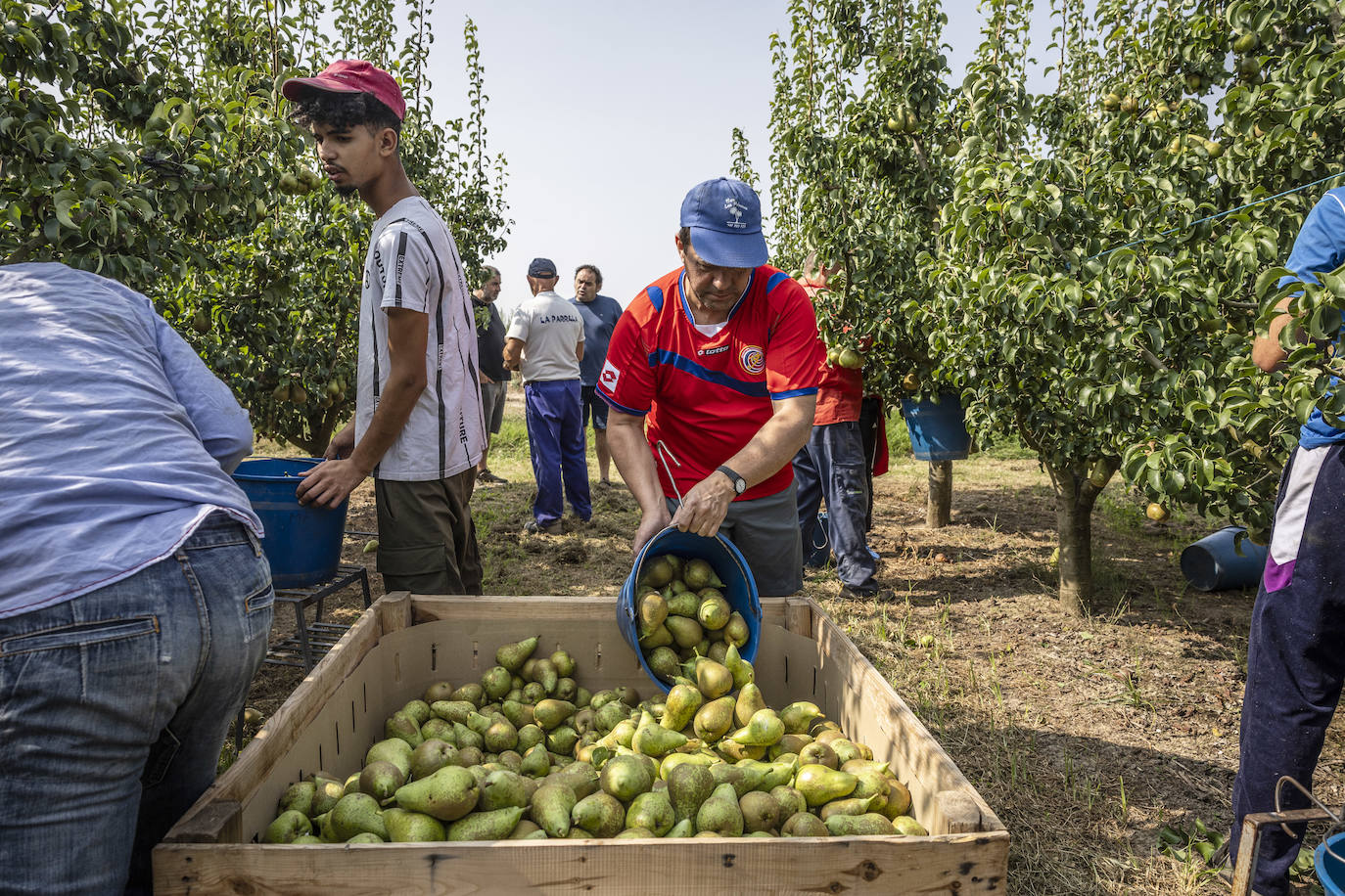 La cosecha de peras de Rincón, en marcha