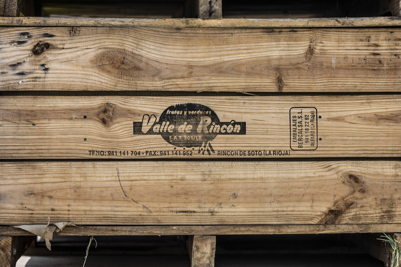 La cosecha de peras de Rincón, en marcha