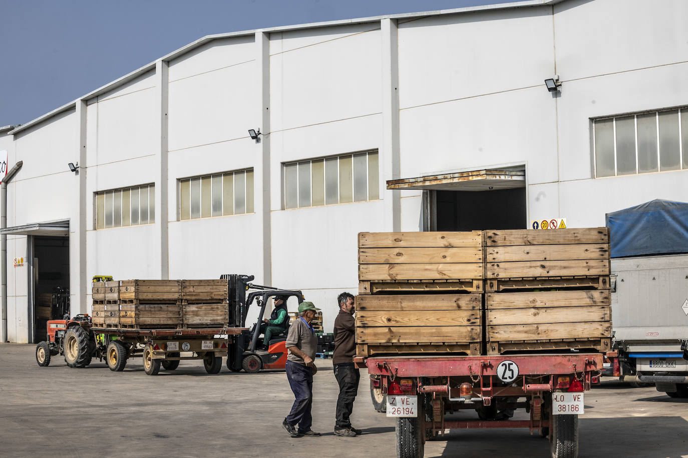 La cosecha de peras de Rincón, en marcha