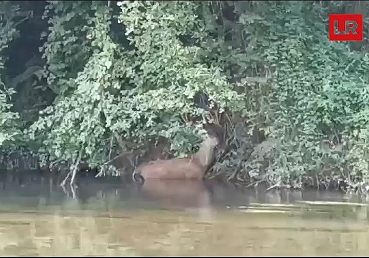 Vídeo | Rescatan a un ciervo del río Najerilla: «Se atascaba en el fango»