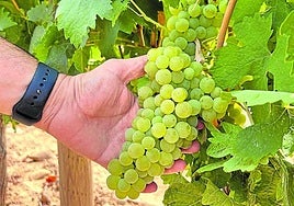 La uva tempranillo blanco presenta este aspecto saludable.