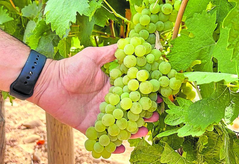 La uva tempranillo blanco presenta este aspecto saludable.