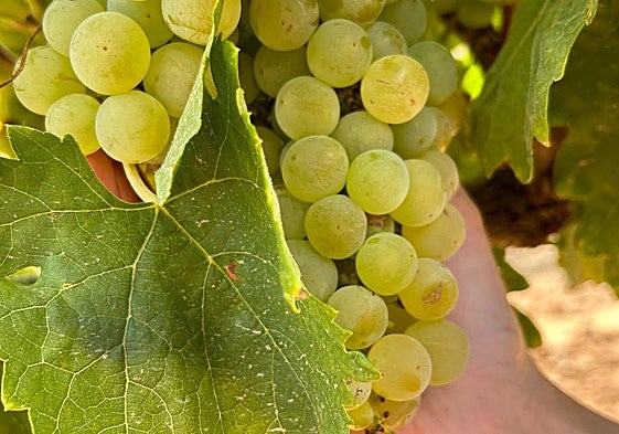 Racimo de uva blanca en Aldeanueva, el pasado martes.