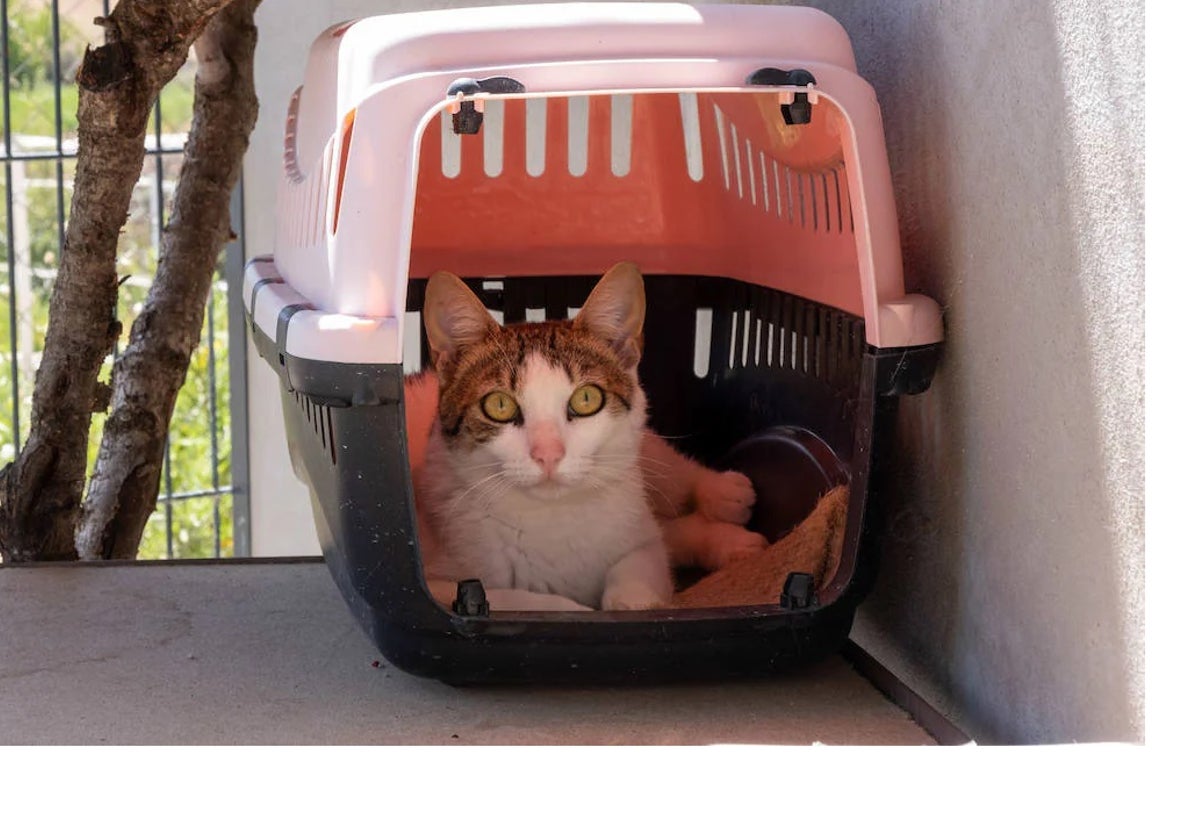 Un gato en el Centro de Acogida de Animales de Logroño, en una imagen de archivo.