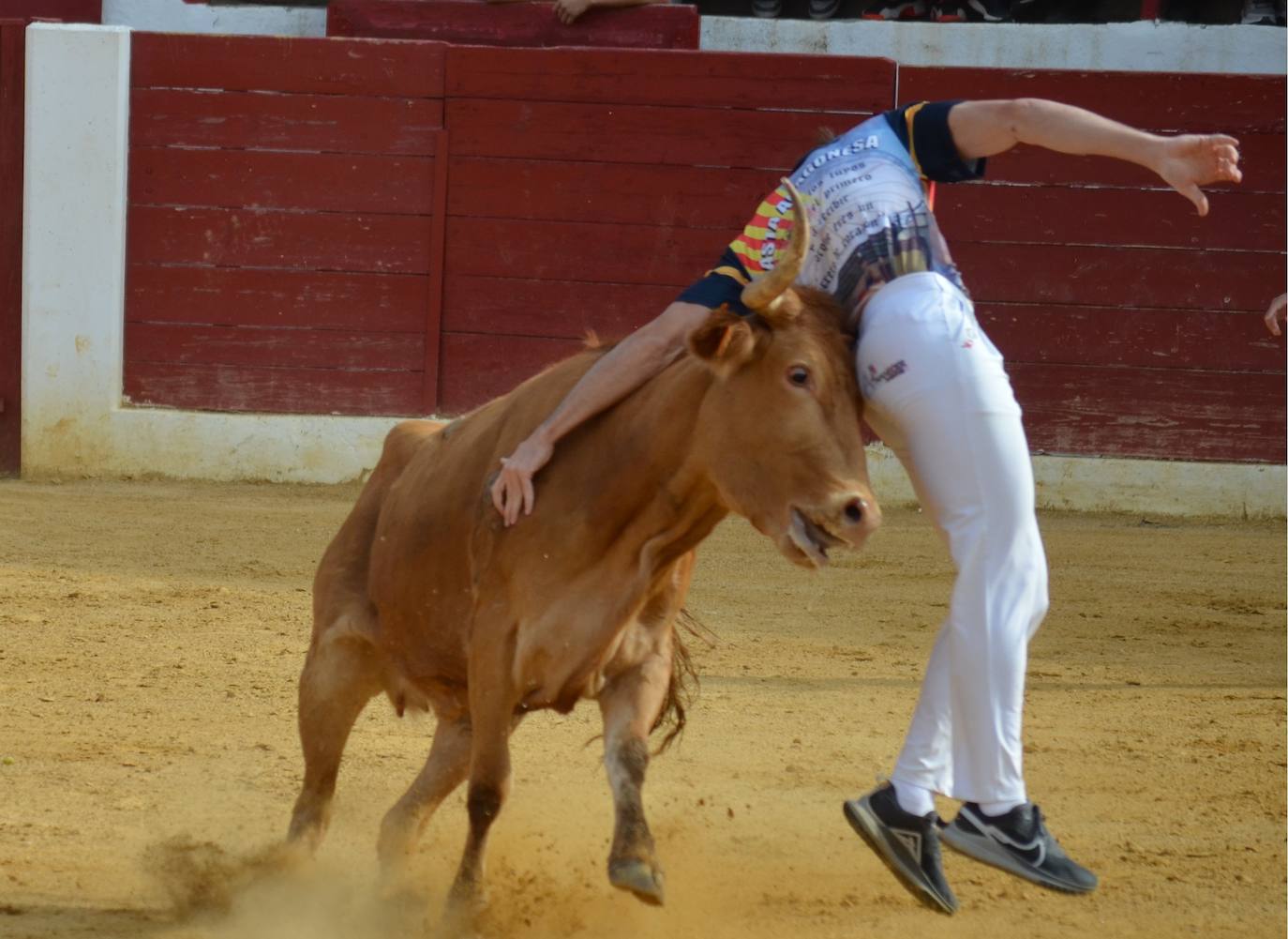 Mañana de novillos y tarde de risas con el Grand Prix en Calahorra