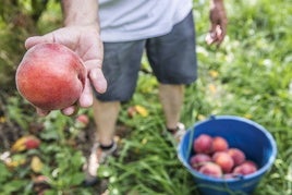 Así varía el precio de lo que cobra el agricultor a lo que paga el consumidor