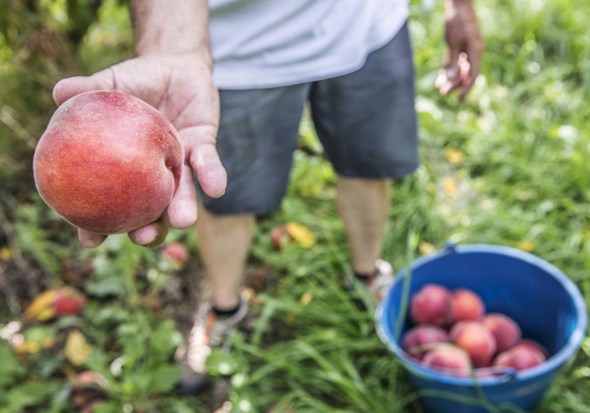 Así varía el precio de lo que cobra el agricultor a lo que paga el consumidor