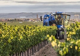 Vendimia en Aldeanueva de Ebro.