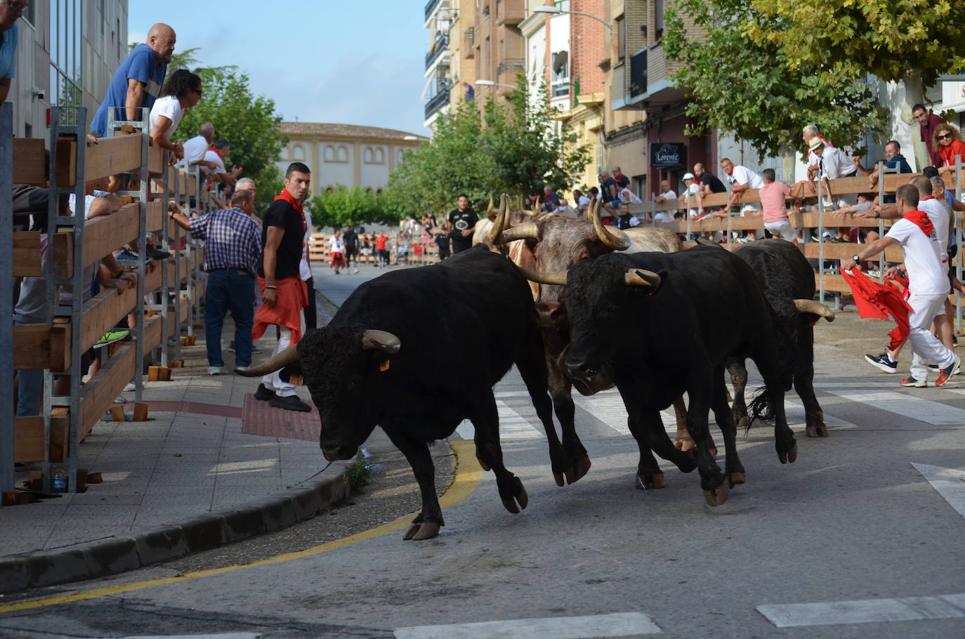 Las imágenes de la ofrenda de flores a los patronos en Calahorra