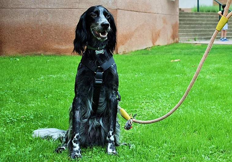 Pistacho posa en el parque en el que se hirió el pasado domingo.
