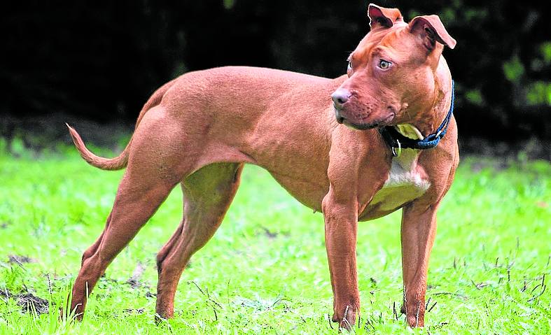 Imagen de archivo de un pitbull terrier similar al del ataque.