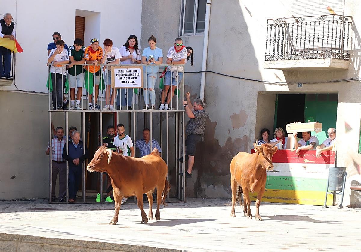 El encierro de reses bravas por el casco histórico enrevesado de la villa atrajo a mucho público.