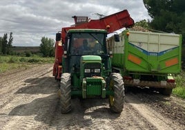 Descarga de patata recién recogida en un camión, ayer en Zarratón.