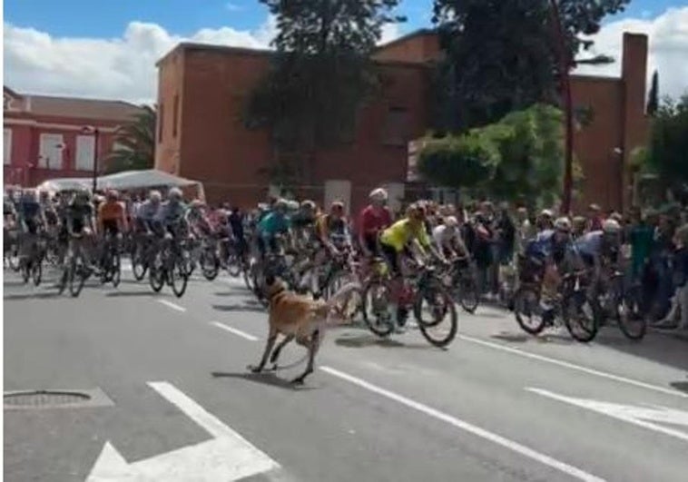 Multa de 2.500 euros para el propietario del perro que invadió la Vuelta en Haro