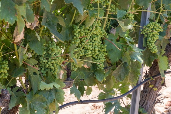 Los agricultores reclaman «sanciones urgentes» para las bodegas que pagan la uva por debajo del coste