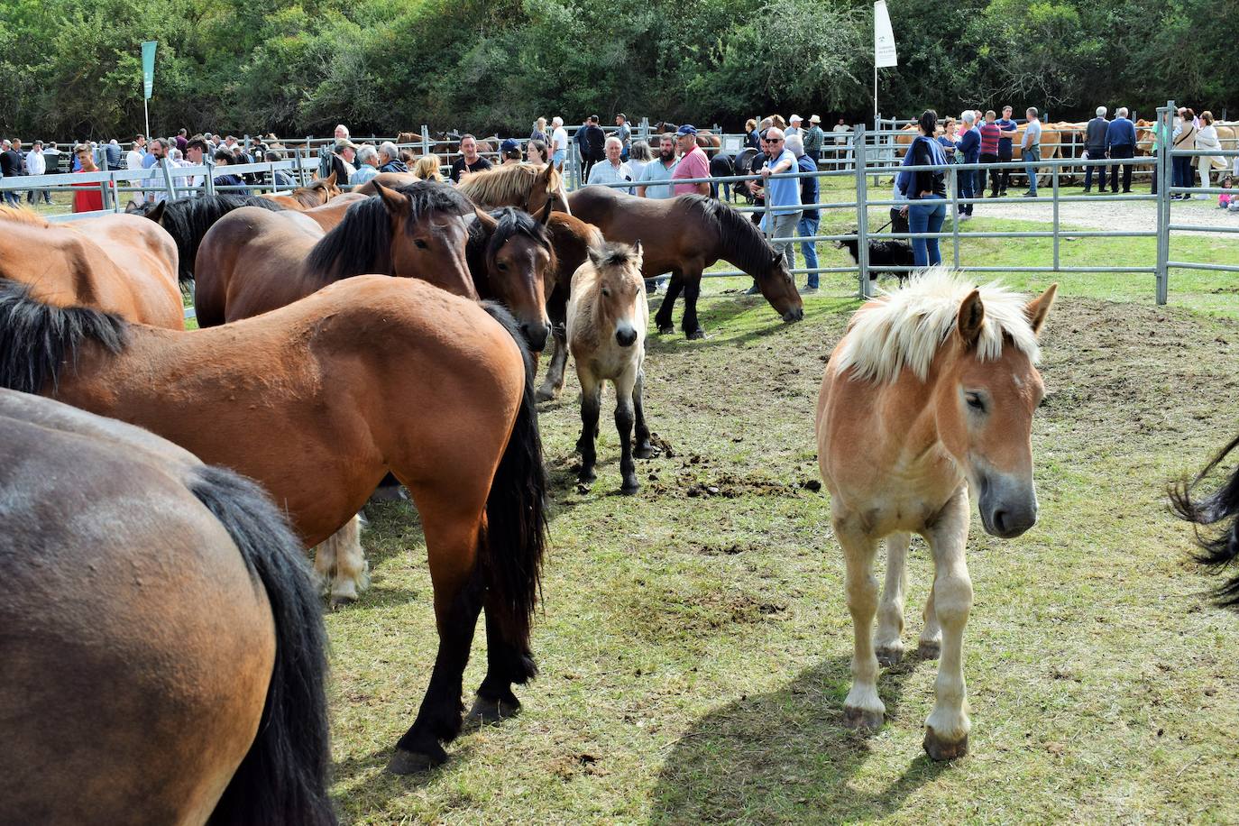 XXVII Feria Ganadera de Villoslada de Cameros