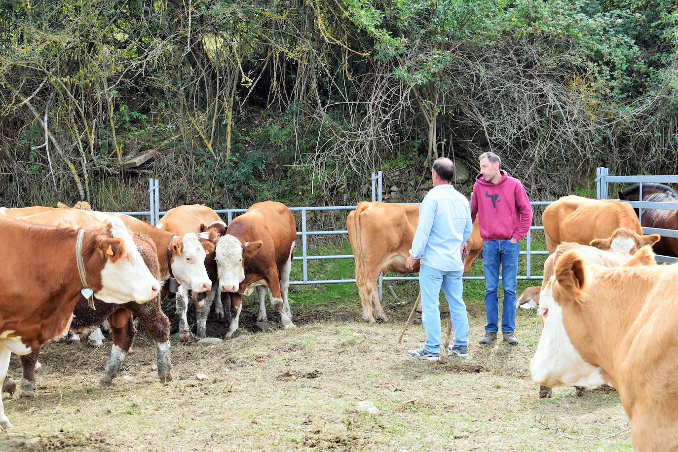 XXVII Feria Ganadera de Villoslada de Cameros