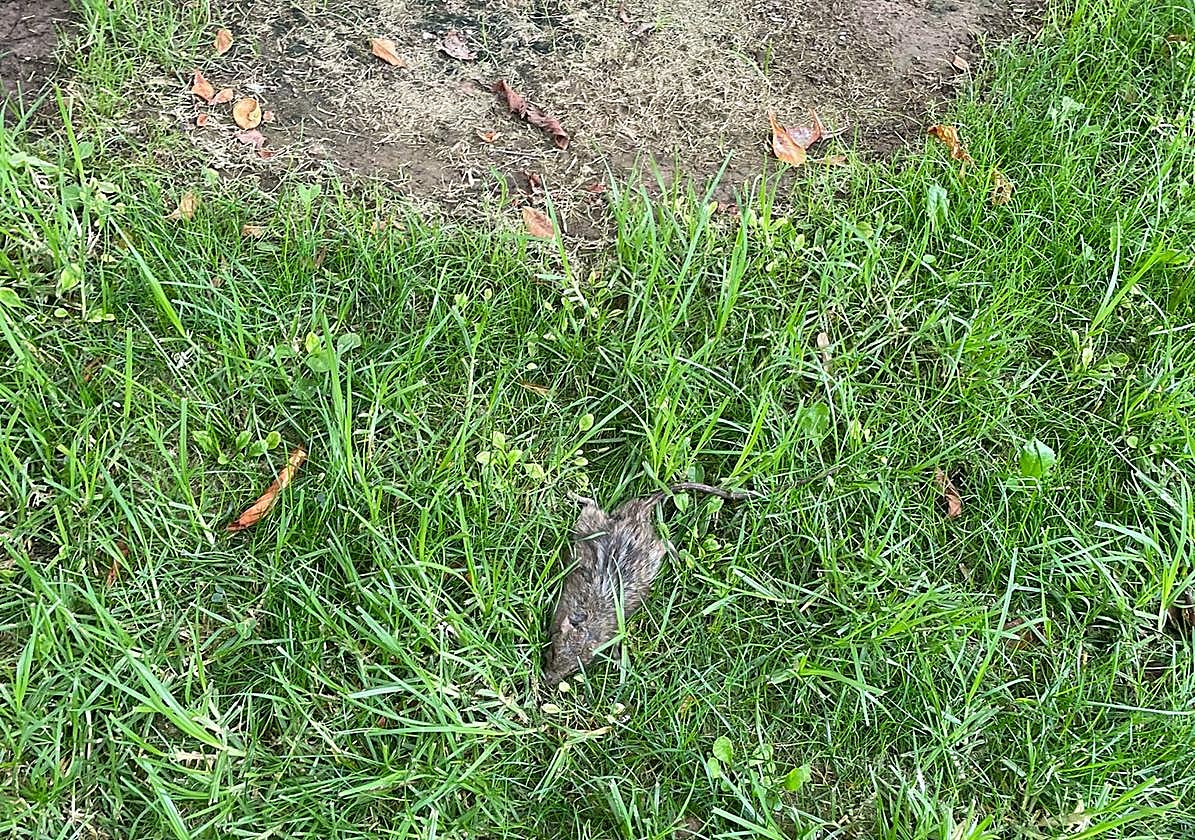 «Ni un solo taxi en la noche del sábado en Logroño»