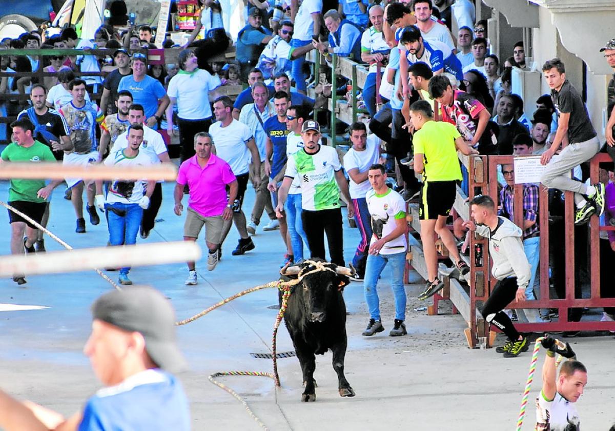 El primer novillo-toro ensogado que recorrió ayer las calles de Cabretón, al salir de la plaza.