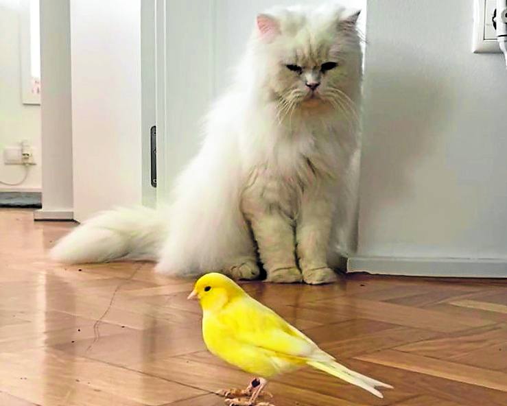 La gata Lola observa un canario con el que convive.