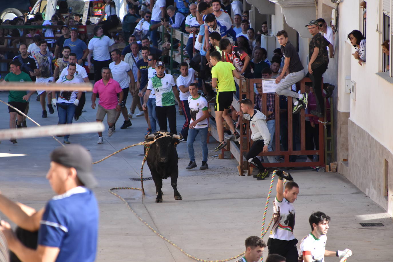 Toro ensogado en las fiestas de la Virgen del Carmen de Cabretón