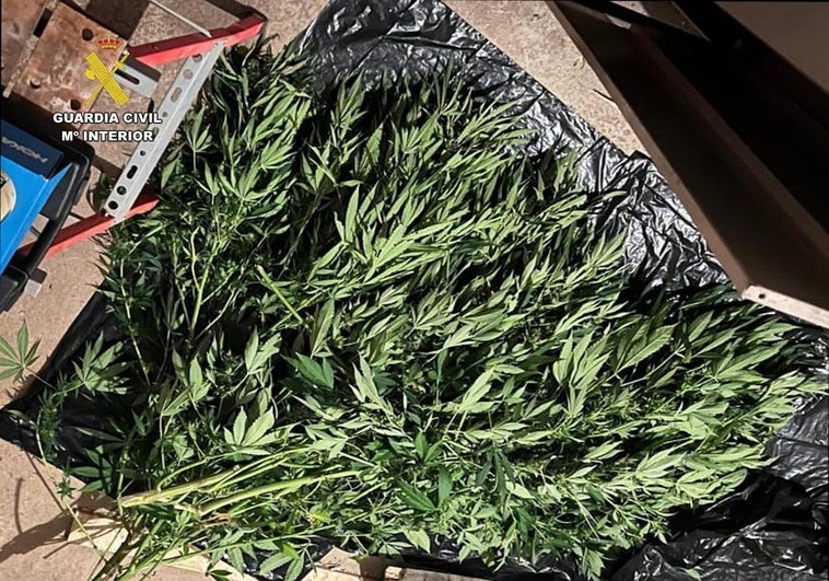 Un padre y un hijo reincidentes, multados por plantar marihuana en Santa Eulalia