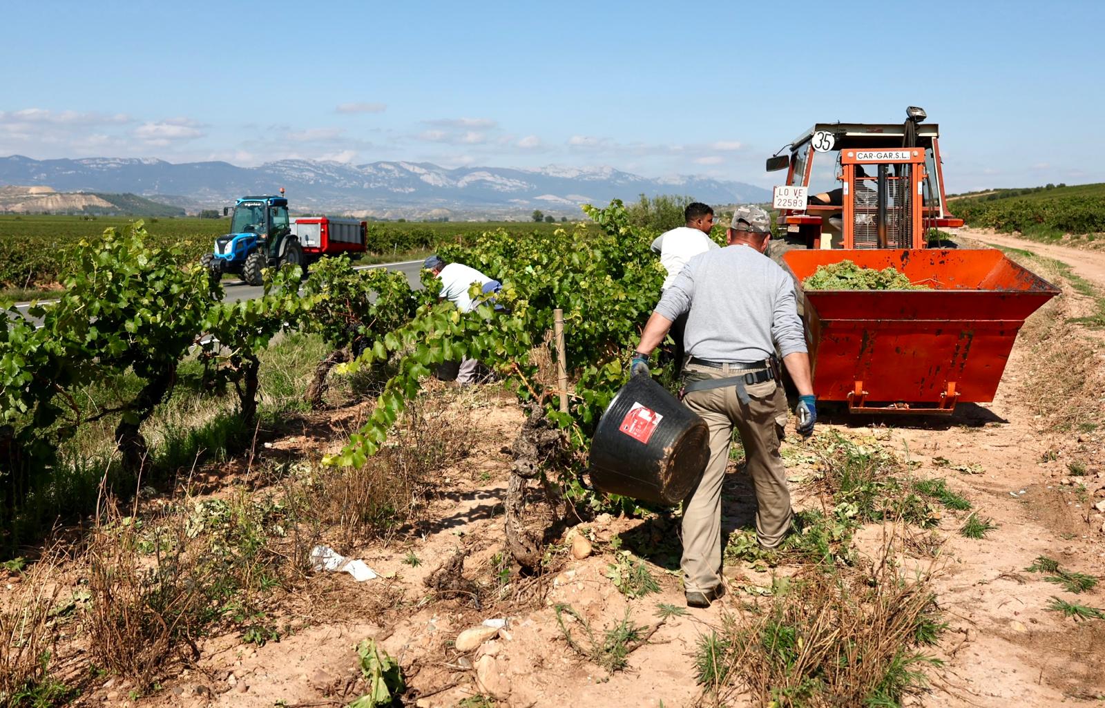 Vaivén de tractores en vendimia, ayer en Uruñuela.