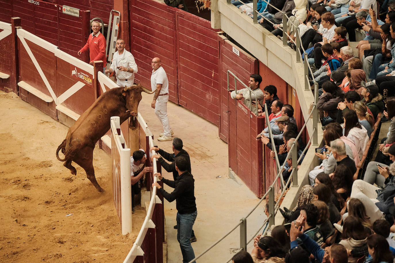 Una de las vacas de Arriazu intenta saltar al callejón.