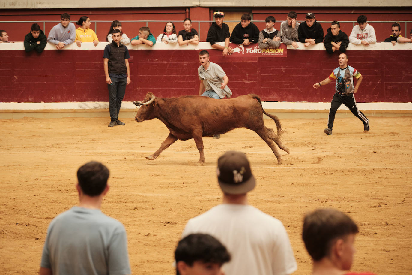 Lleno total en las vaquillas: las imágenes