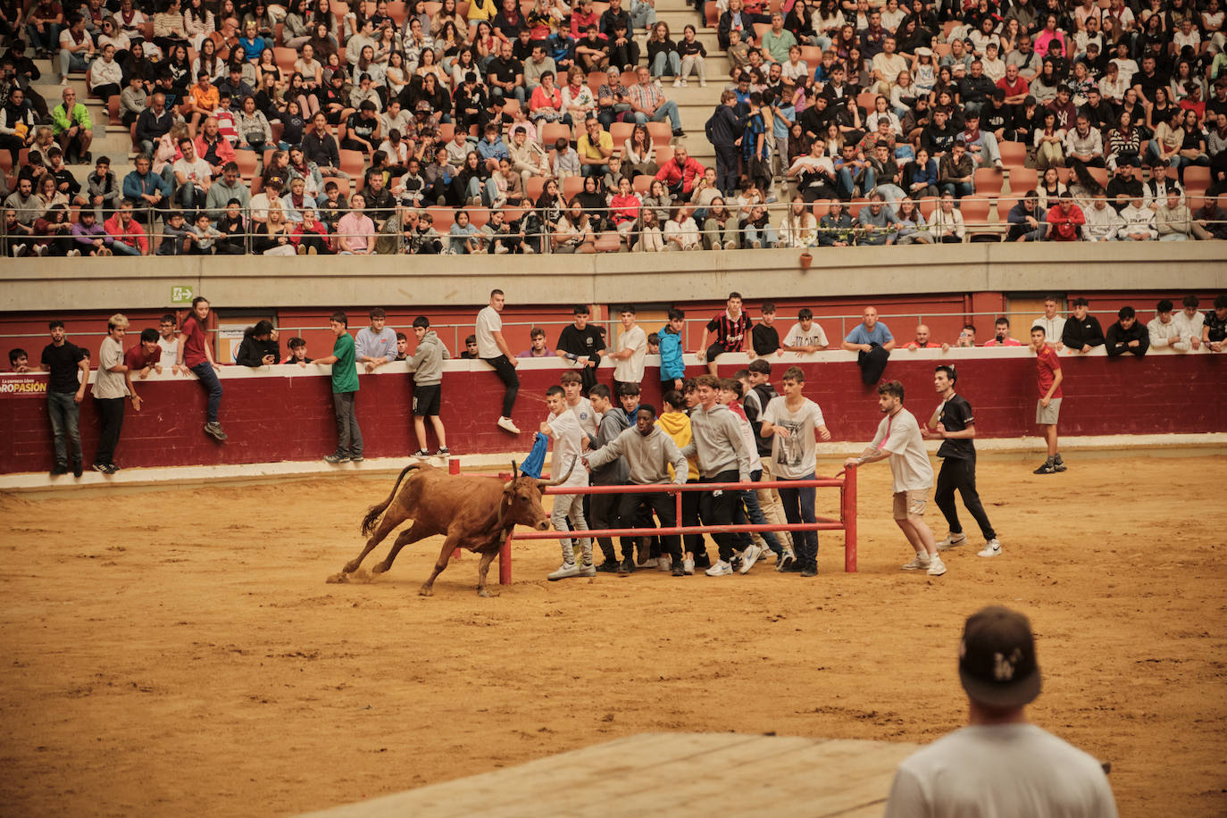 Lleno total en las vaquillas: las imágenes