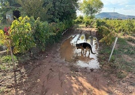 Los viñedos de la zona de Uruñuela así como los caminos de acceso continuaban ayer inundados, 48 horas después de las lluvias torrenciales del sábado