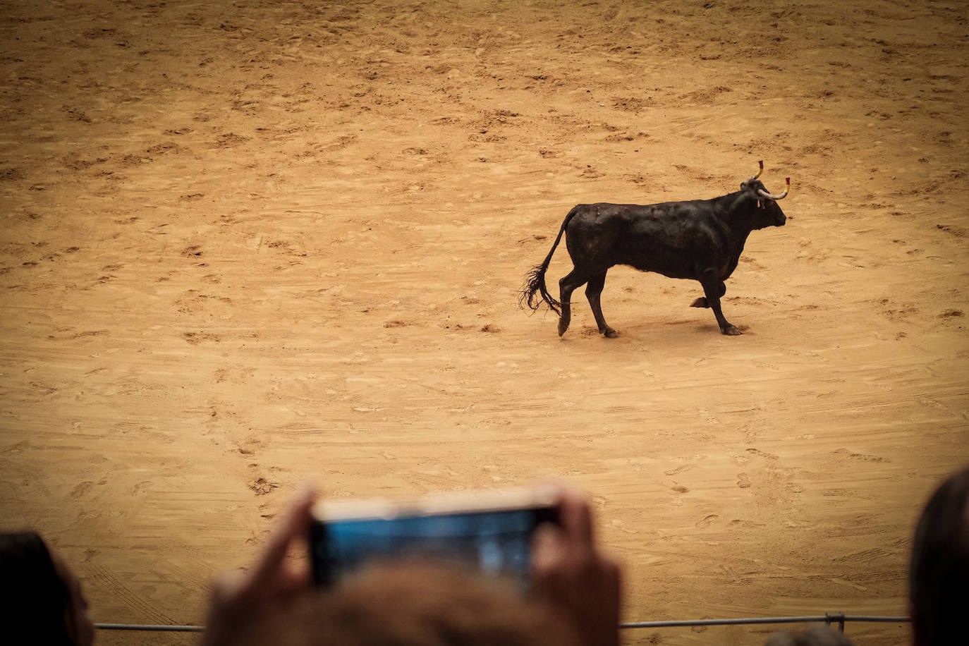 Emoción y risas en las vaquillas