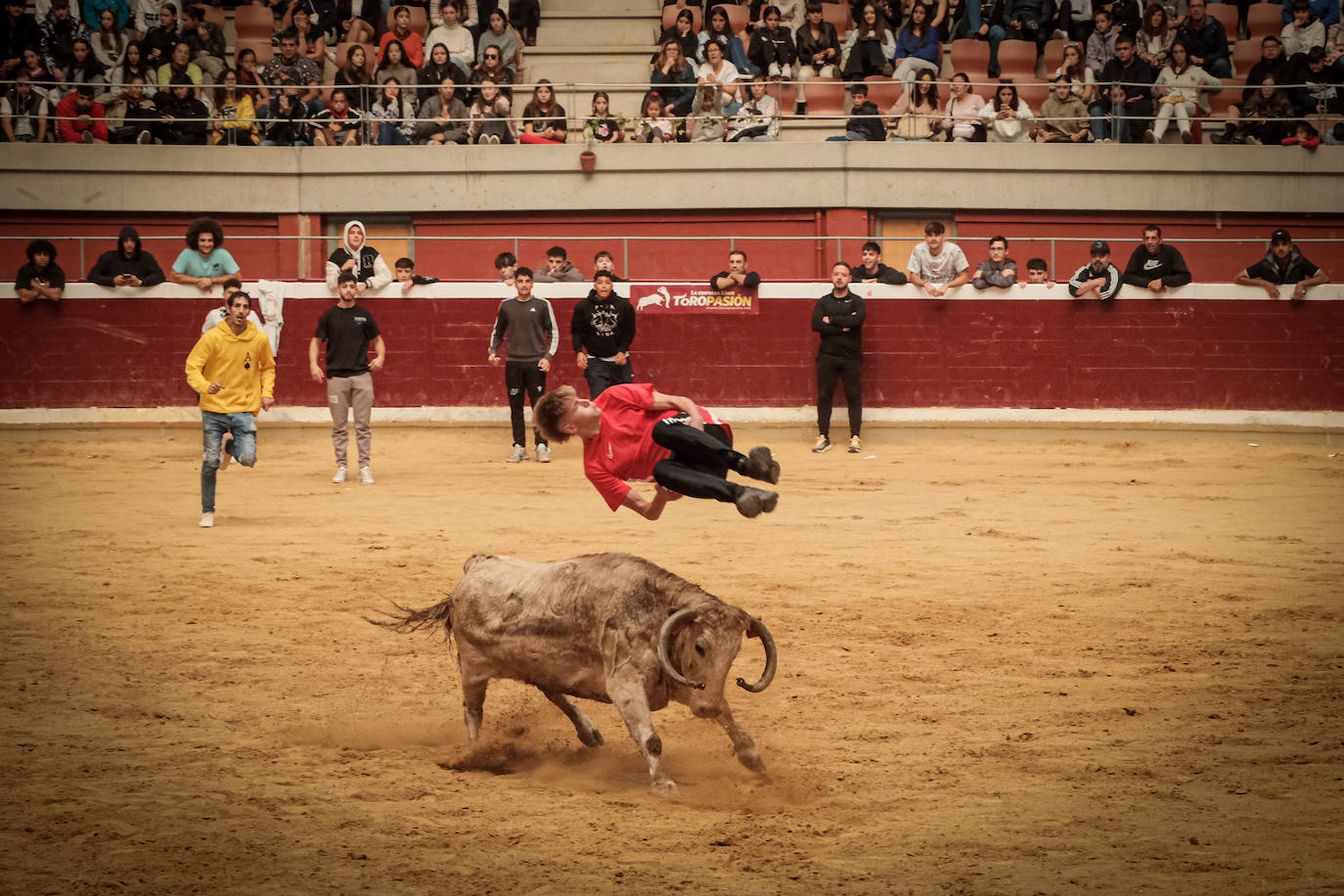 Emoción y risas en las vaquillas