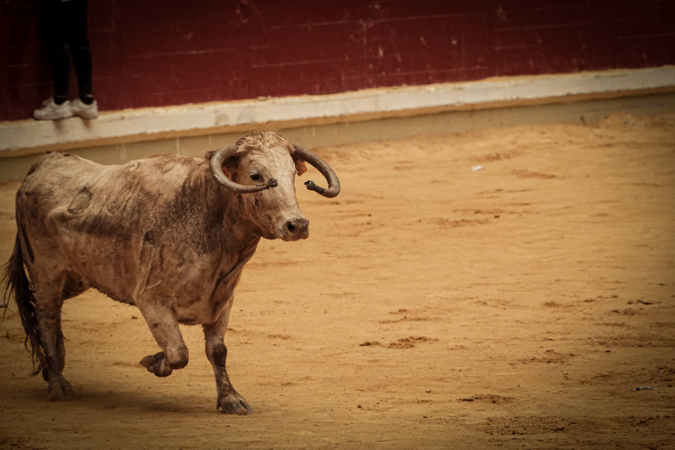 Emoción y risas en las vaquillas