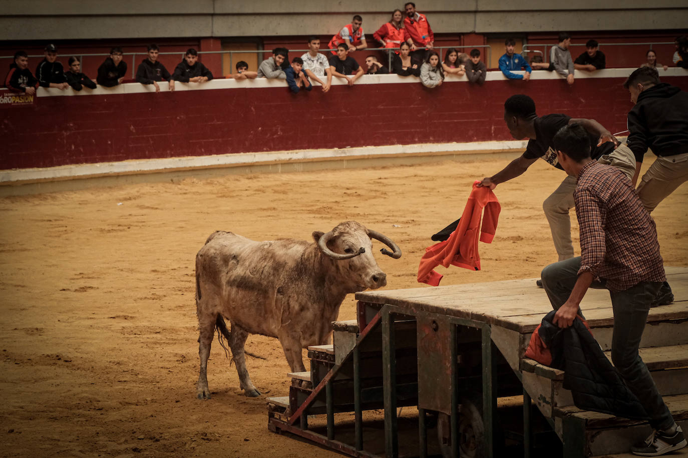 Emoción y risas en las vaquillas