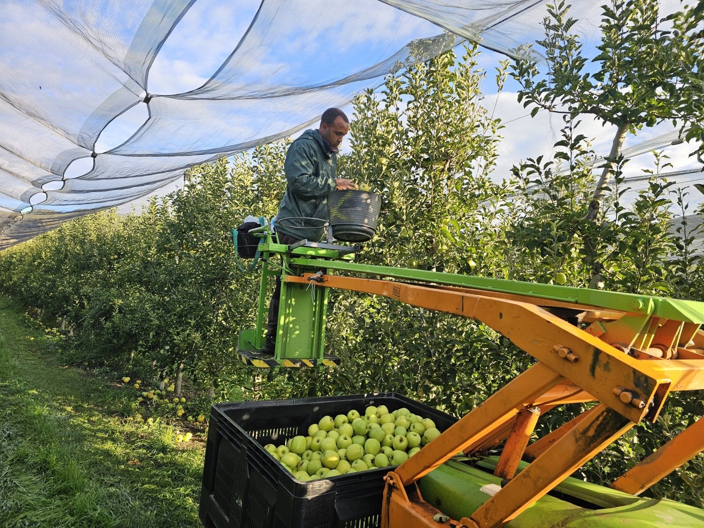 Recolección de manzana golden, ayer en Finca Señorío de Rioja.