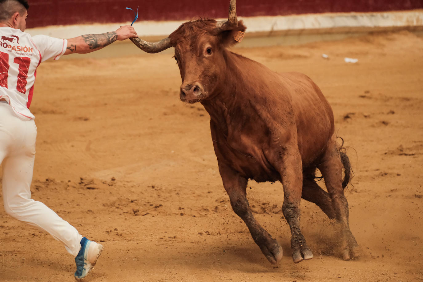 Las vaquillas no defraudan en el martes mateo