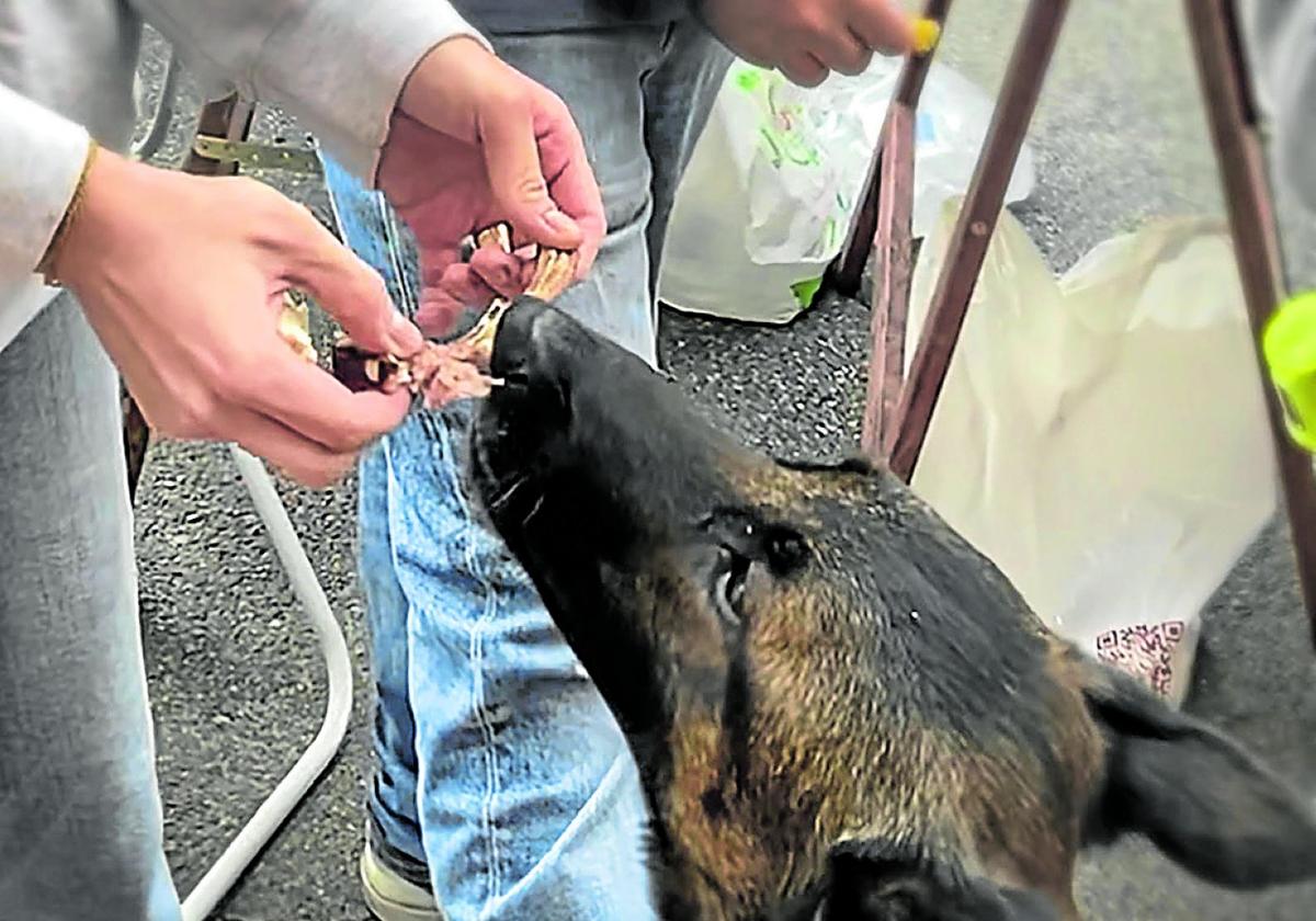 El perro Ron come la carne de una chuleta de manos de su dueña Alba en Logroño.