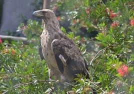 El águila imperial ibérica Iulia.