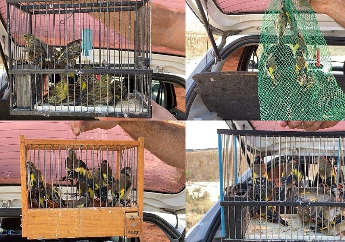 Denunciado un vecino de Calahorra por tener y vender 37 aves