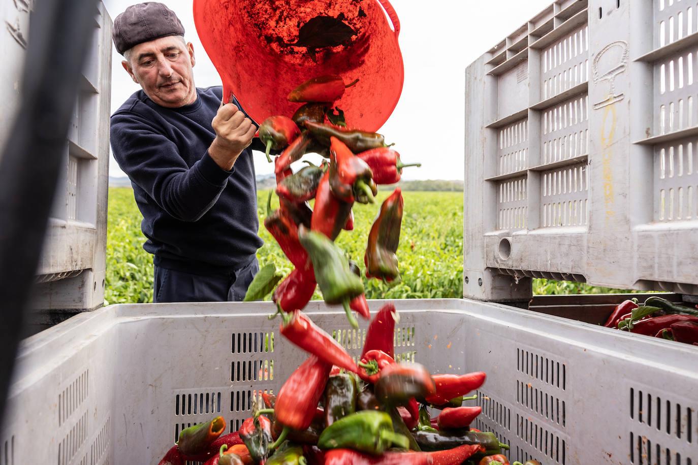 El pimiento reduce su cosecha en el campo riojano por el excesivo calor y el granizo