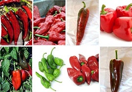 ¿Qué tipos de pimientos hay en La Rioja?