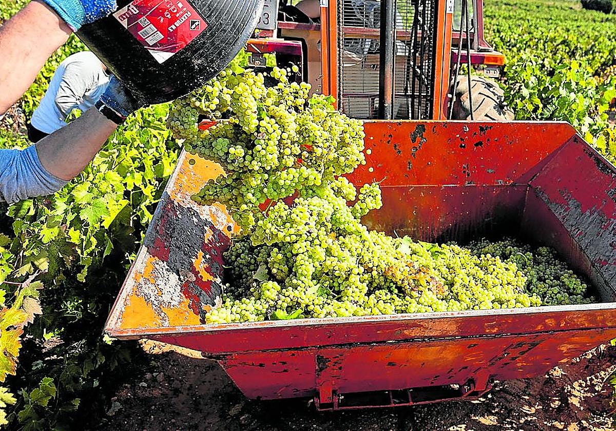 Vendimia de uva blanca, también escasa este 2024