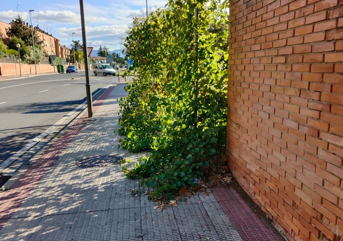 «Bichitos en la pared del Carpa»