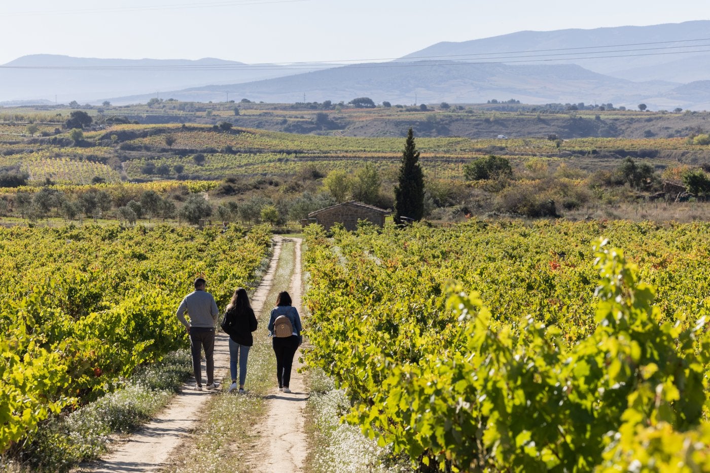 Paseo entre los viñedos de Finca El Regalo, con la ermita Nuestra Señora de El Regalo al fondo.