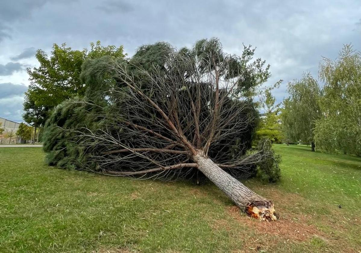 Árbol arrancado de cuajo en la zona de El Arco.